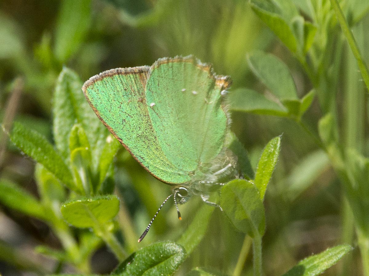Habitus